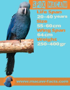 Spix Macaw, Little Blue Macaw, Macaw-Facts