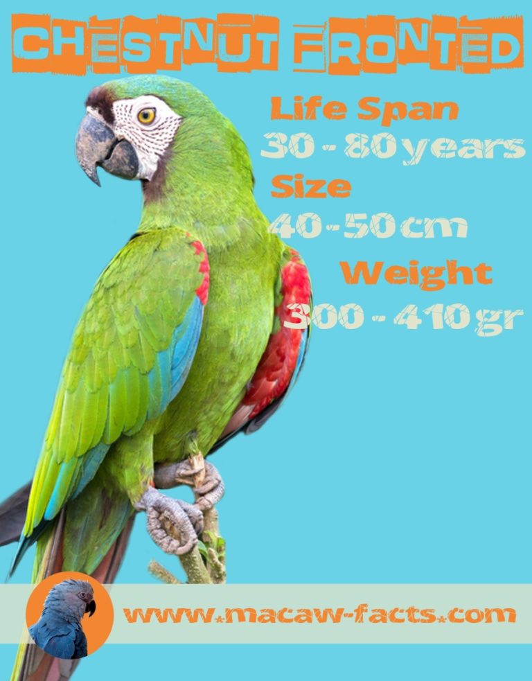 Ara severus Severe macaw lifespan size weight – Macaw Facts